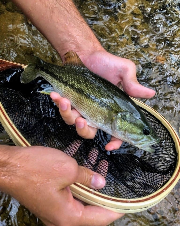 Photo of a Alabama Bass