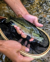 Micropterus henshalli