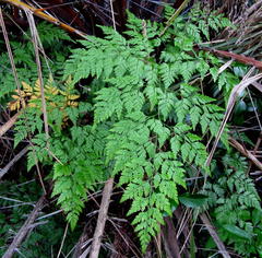 Davallia chaerophylloides