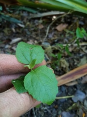 Podanthus ovatifolius