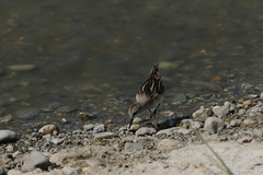 Calidris minuta