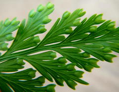 Davallia chaerophylloides