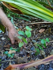 Podanthus ovatifolius