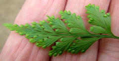 Davallia chaerophylloides