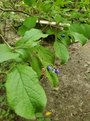 Symplocos paniculata
