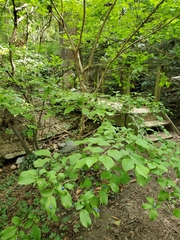 Symplocos paniculata