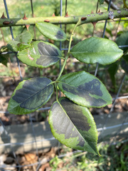 Diplocarpon