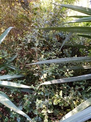 Podanthus ovatifolius