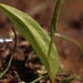 Ophioglossum polyphyllum polyphyllum - Photo (c) Robert Taylor, algunos derechos reservados (CC BY), uploaded by Robert Taylor