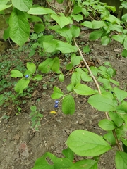 Symplocos paniculata