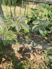Diplocarpon