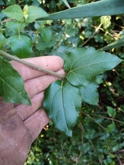 Podanthus ovatifolius
