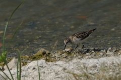 Calidris minuta