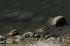 Calidris minuta