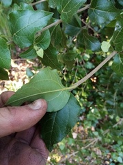 Podanthus ovatifolius