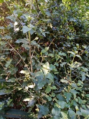 Podanthus ovatifolius