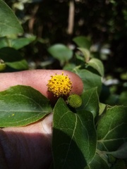Podanthus ovatifolius