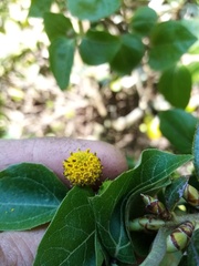 Podanthus ovatifolius