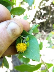 Podanthus ovatifolius