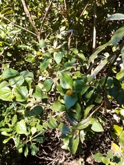 Podanthus ovatifolius