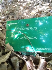 Podanthus ovatifolius