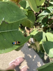 Oncopeltus fasciatus