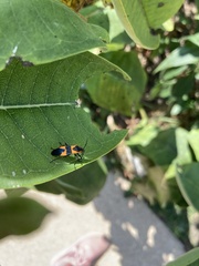 Oncopeltus fasciatus