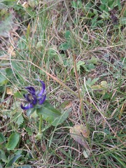Phyteuma sieberi