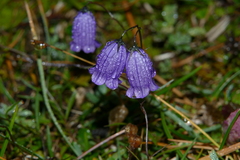 Campanula cespitosa