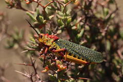 Phymateus morbillosus morbillosus