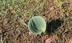 Eriospermum capense capense