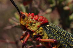 Phymateus morbillosus morbillosus