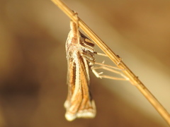 Ancylolomia