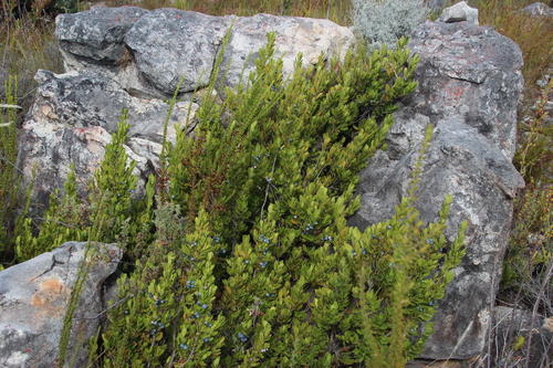 Mountain saffron (Cassine parvifolia)