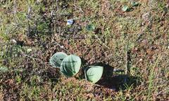 Eriospermum capense capense