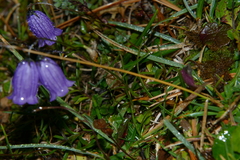 Campanula cespitosa
