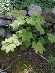 Kalopanax septemlobus