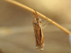 Ancylolomia