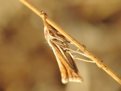 Ancylolomia