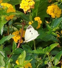 Pieris rapae