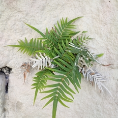 Pteris vittata