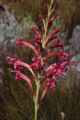 Tritoniopsis antholyza