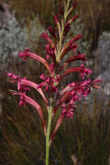 Tritoniopsis antholyza