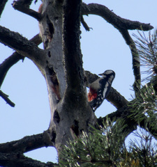 Dendrocopos major