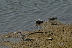 Charadrius hiaticula