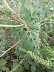 Ambrosia artemisiifolia