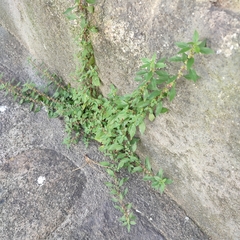 Parietaria judaica