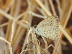 Zizeeria knysna