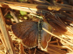 Zizeeria knysna