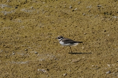 Charadrius hiaticula